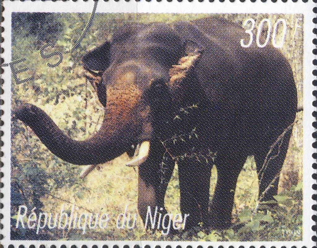 Elephants