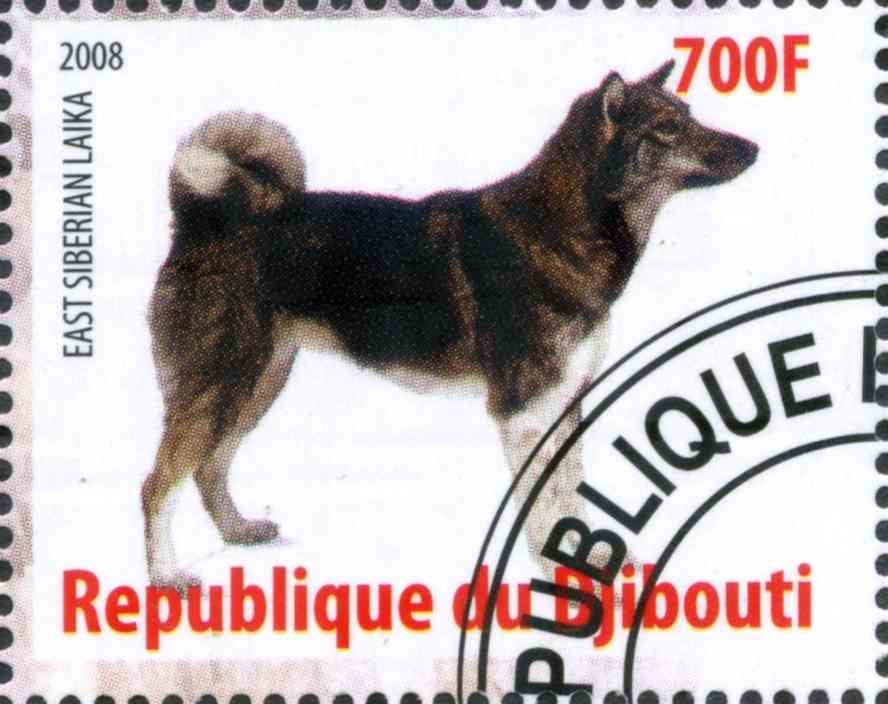 East Siberian Laika