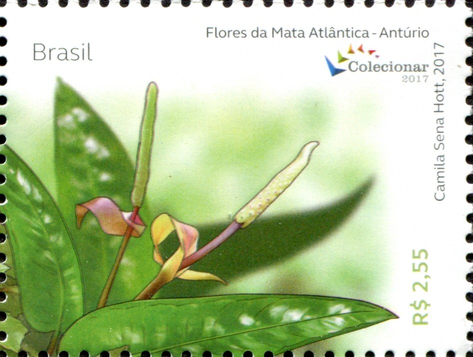 Anturio