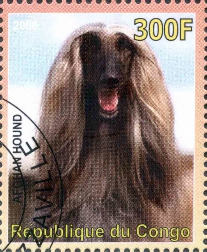 Afghan Hound