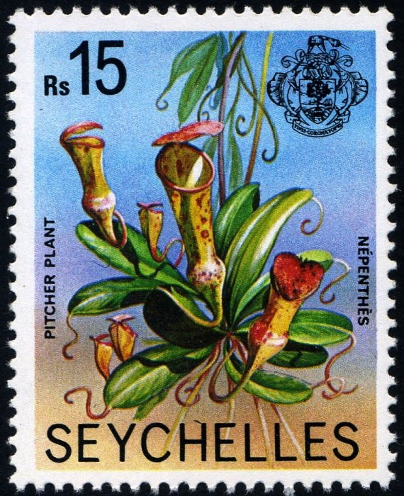 Pitcher plant