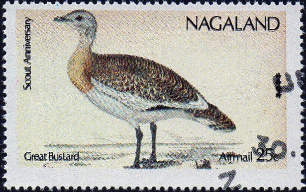 Great Bustard (Otis tarda)