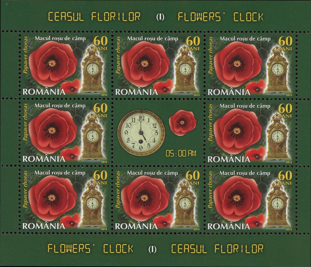 Field Poppy (Papaver rhoeas) MS