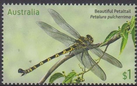 Beautiful Petaltail, Petalura pulcherrima