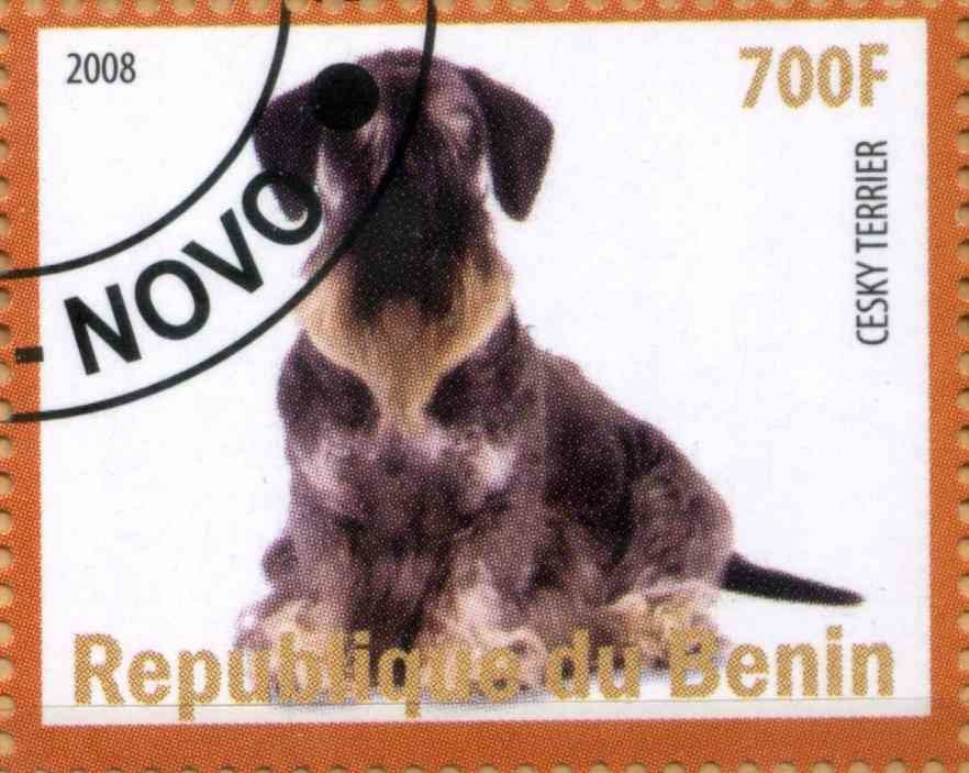Cesky Terrier