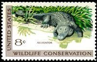 American Alligator (Alligator mississippiensis)