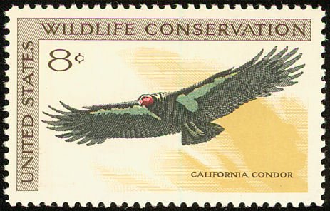 California Condor (Gymnogyps californianus)