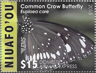 Common Crow Butterfly (Euploea core)