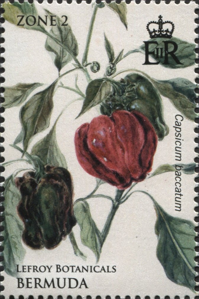 Capsicum baccatum