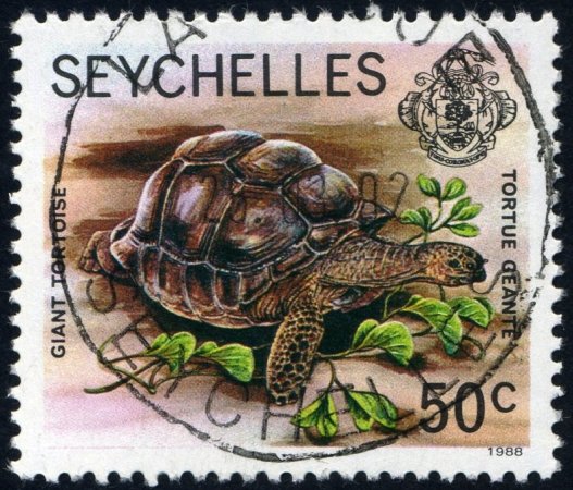 Giant tortoise