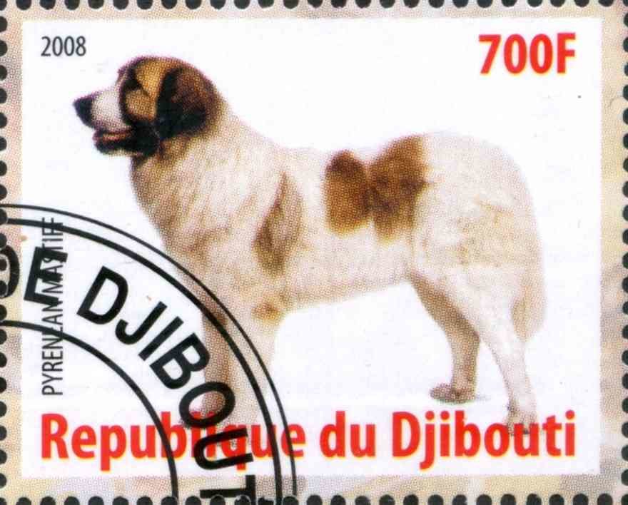 Pyrenean Mastiff