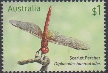 Scarlet Percher, Diplacodes haematodes