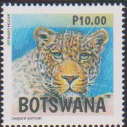 Leopards of Botswana