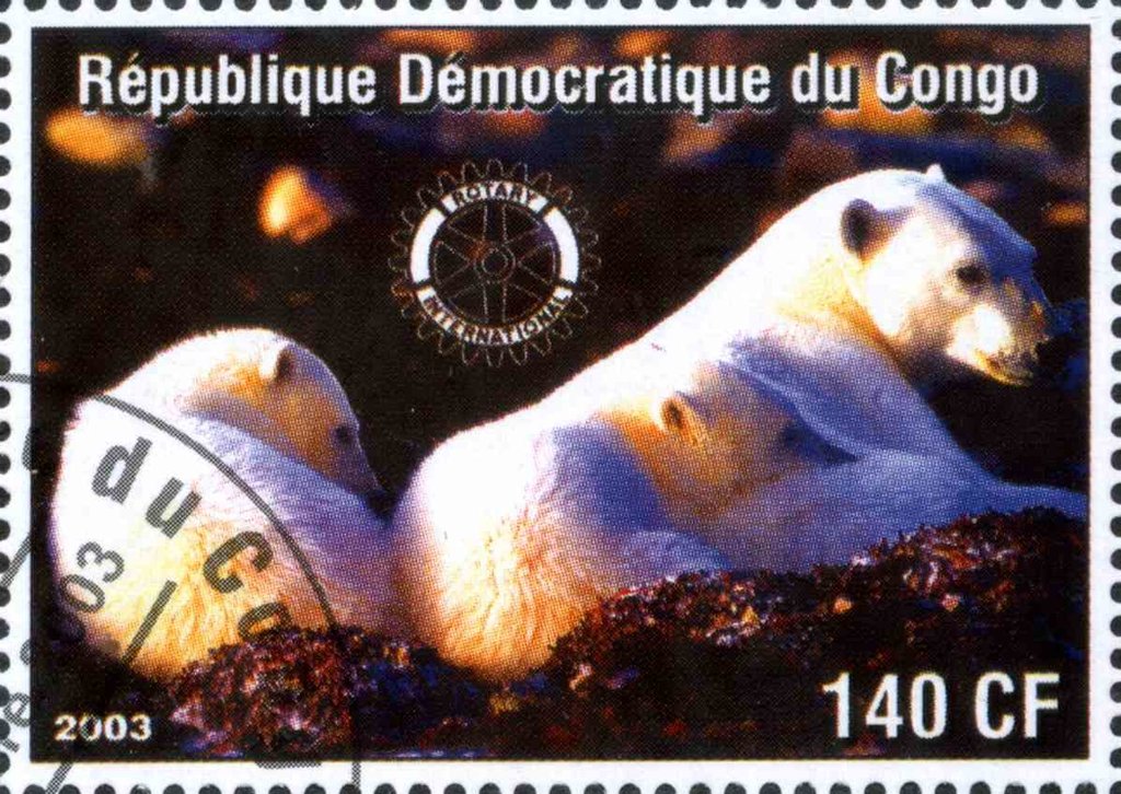 Polar bear