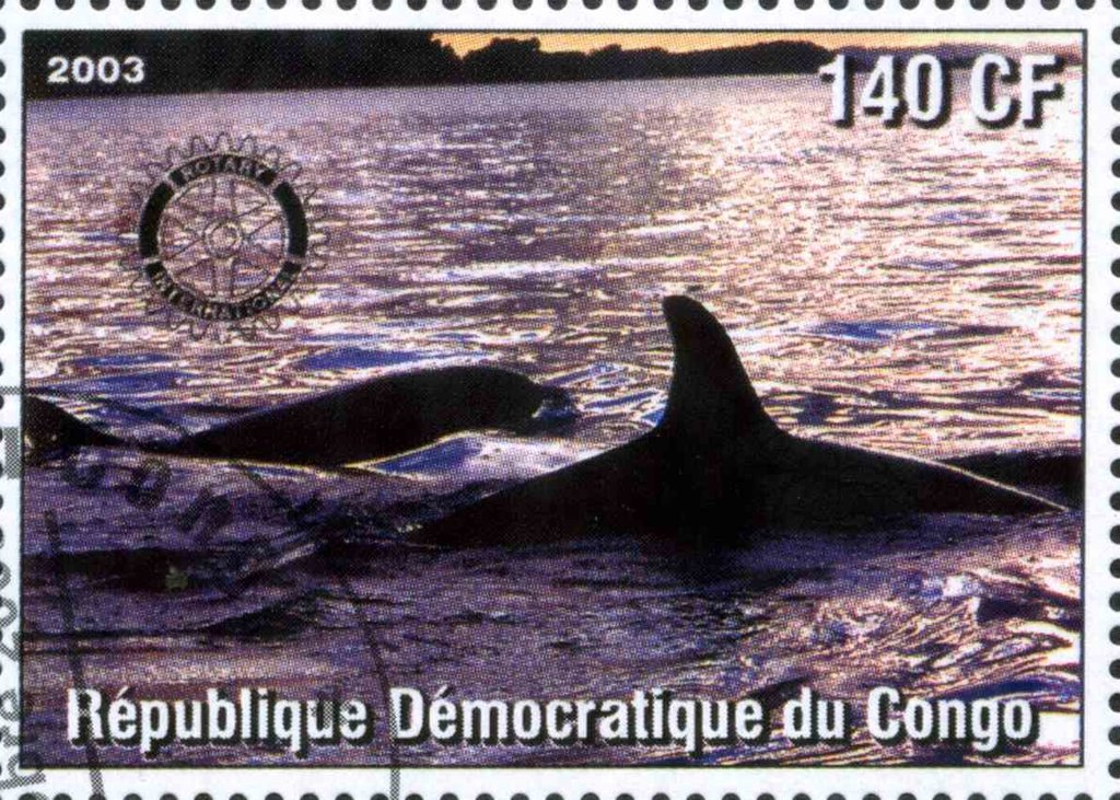 Whale
