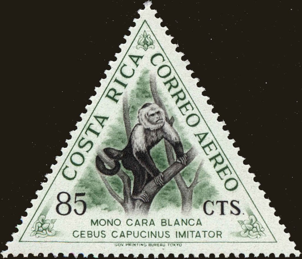 Capuchin monkey
