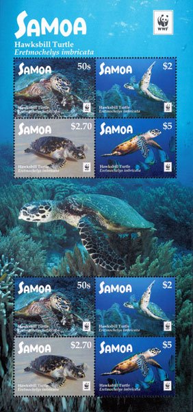 Hawksbill sea turtle (Eretmochelys imbricata)