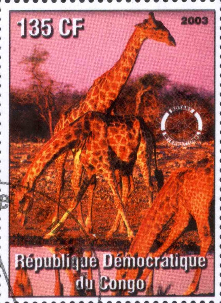 Giraffes