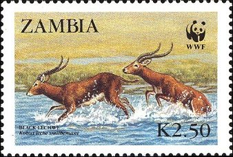 Lechwe (Kobus leche)
