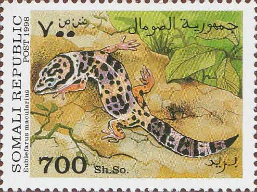 Common leopard gecko (Eublefarus Macularius)