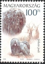 Puli (Canis lupus familiaris), Wallachian Sheep (Ovis aries 