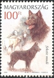 Mudi (Canis lupus familiaris), Sheep (Ovis gmelini aries)