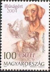 Hungarian Vizsla (Canis lupus familiaris), Common Pheasant (