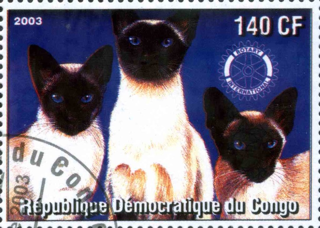 Cats