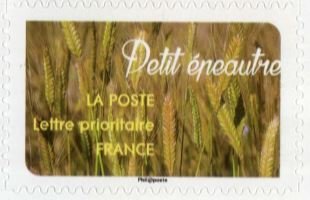Petit épeautre