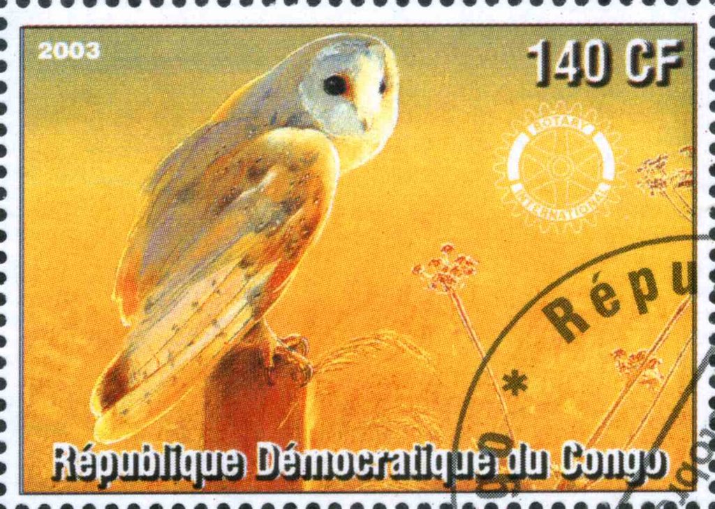 Owl