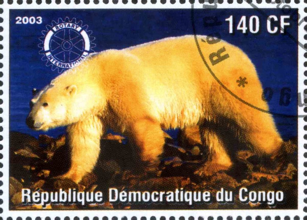 Polar bear