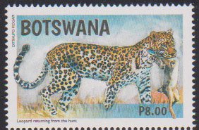Leopards of Botswana