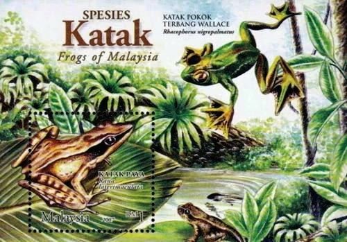Side-spotted Swamp Frog (Rana laterimaculata)