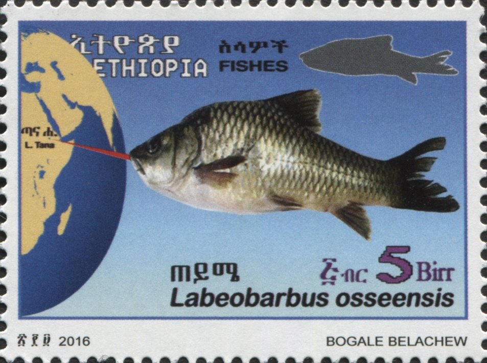 Fish