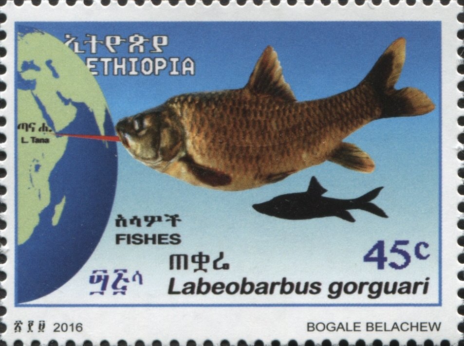 Fish