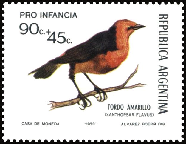 Southern Screamer (Chauna torquata)