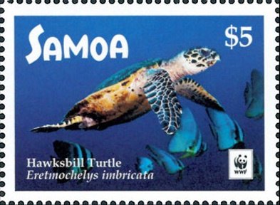 Hawksbill sea turtle (Eretmochelys imbricata)