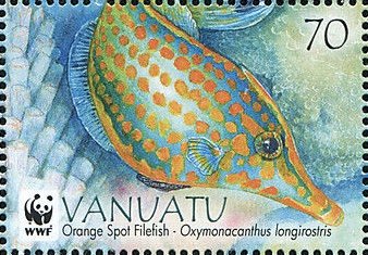 Orange spotted filefish (Oxymonacanthus longirostris)
