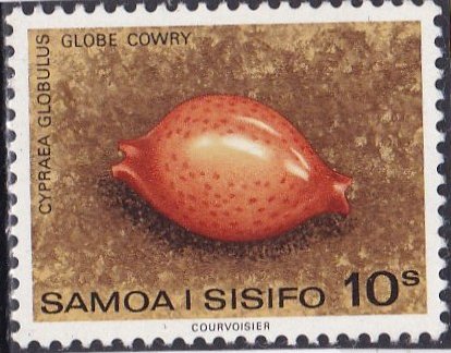 Globe Cawry (Cypraea Globulus)