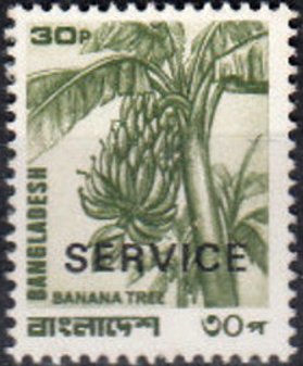 Banana tree