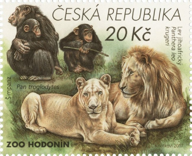 South African lions, chimpanzees