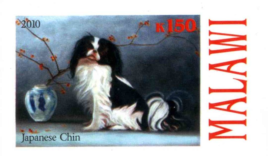 Japanese Chin