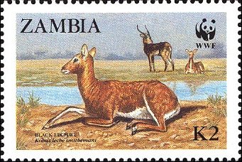 Lechwe (Kobus leche)