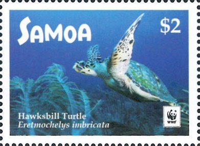 Hawksbill sea turtle (Eretmochelys imbricata)
