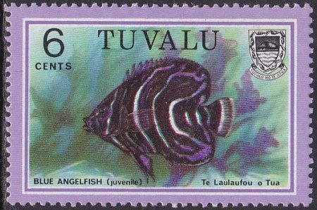 Blue Angelfpsh (juvenile)