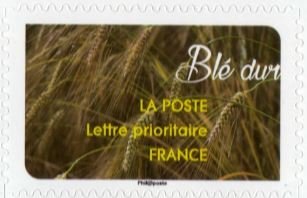 Blé dur