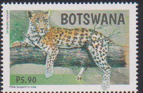 Leopards of Botswana