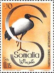 African Sacred Ibis (Threskiornis aethiopicus)