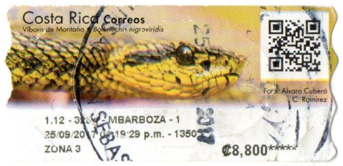 Bothriechis nigroviridis