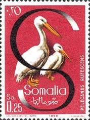 Pink-backed Pelican (Pelecanus rufescens)